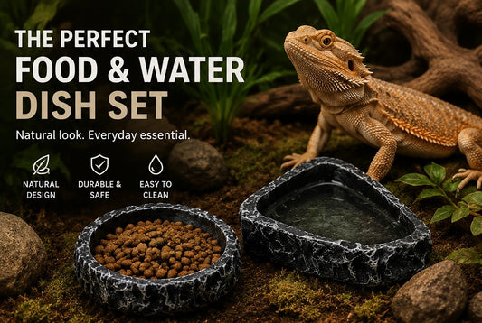 Natural Rock Reptile Bowl Set